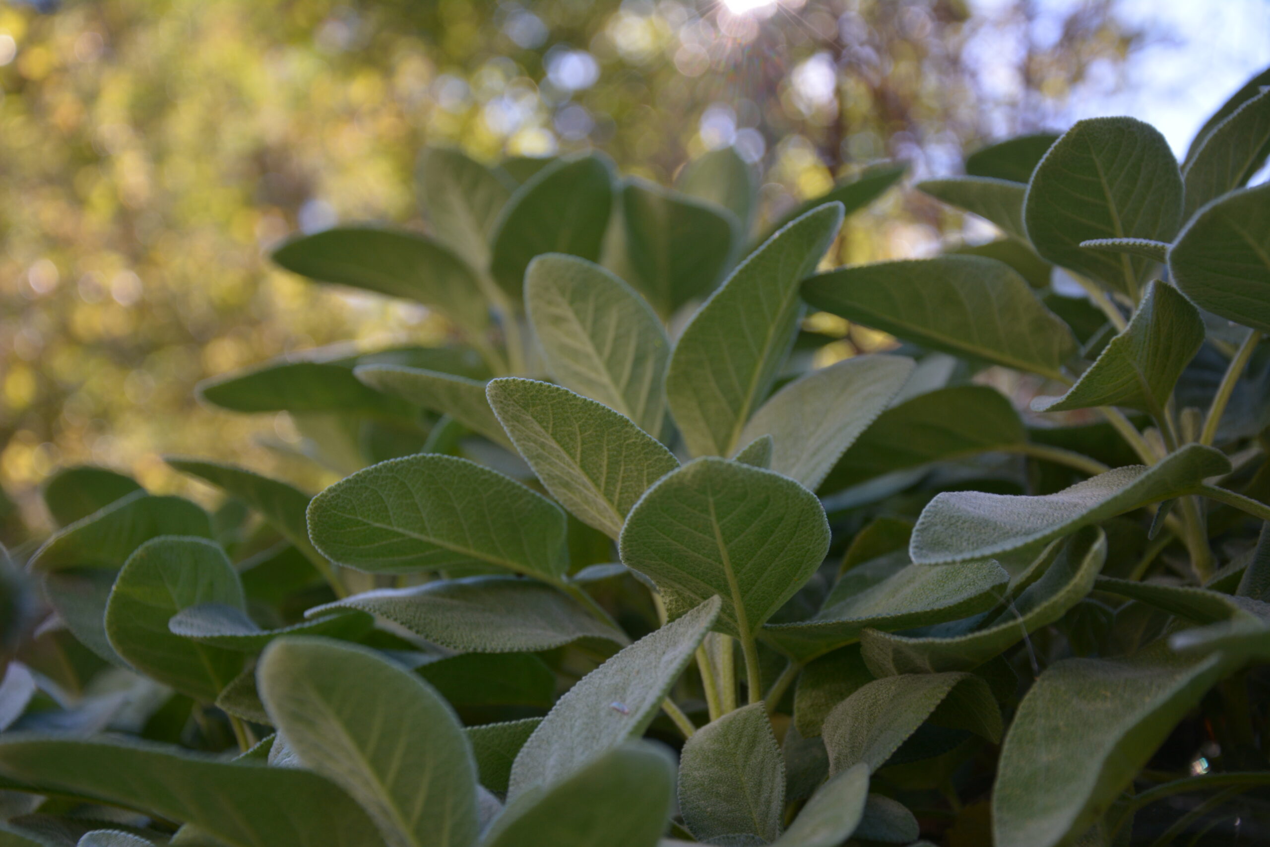 Salbeistrauch im Garten