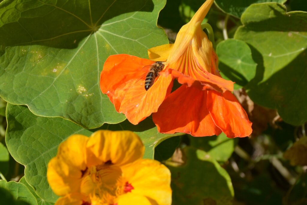 Blüten der Kapuzinerkresse